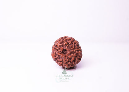 10 Mukhi Indonesian Rudraksha - 1011