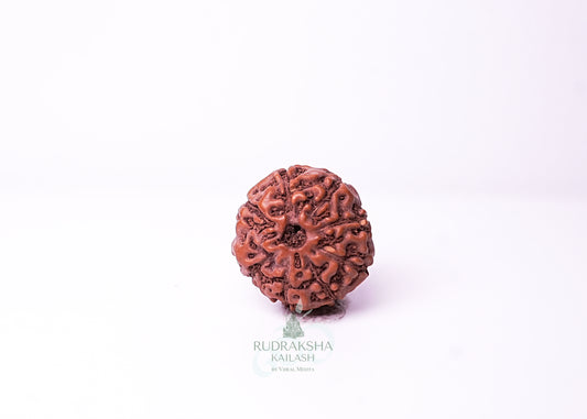 10 Mukhi Indonesian Rudraksha - 1011