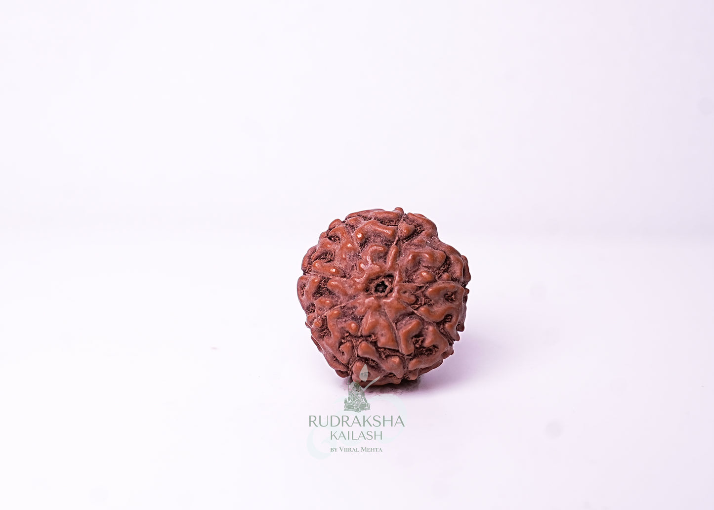 10 Mukhi Indonesian Rudraksha - 1011