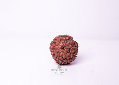 10 Mukhi Indonesian Rudraksha - 1011