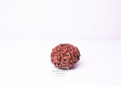 10 Mukhi Indonesian Rudraksha - 1011