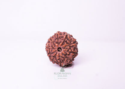10 Mukhi Indonesian Rudraksha - 1012