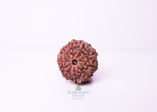 10 Mukhi Indonesian Rudraksha - 1012