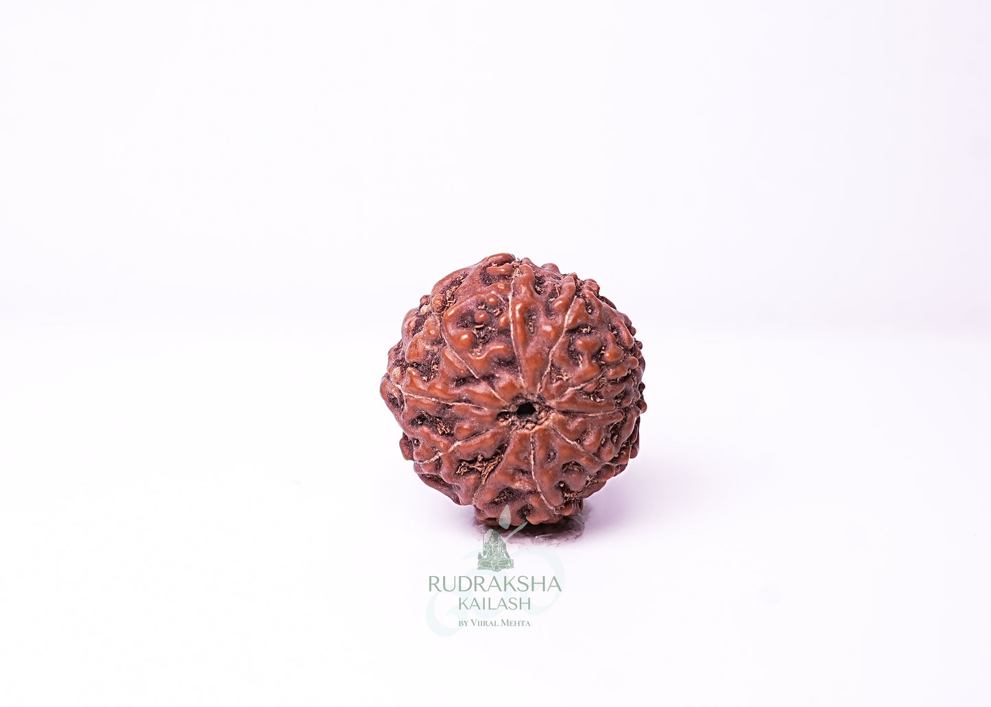 10 Mukhi Indonesian Rudraksha - 1012