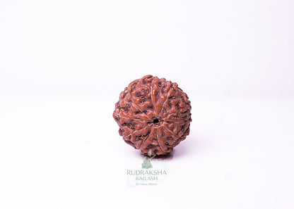 10 Mukhi Indonesian Rudraksha - 1012