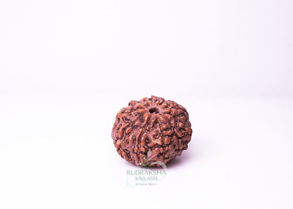 10 Mukhi Indonesian Rudraksha - 1012