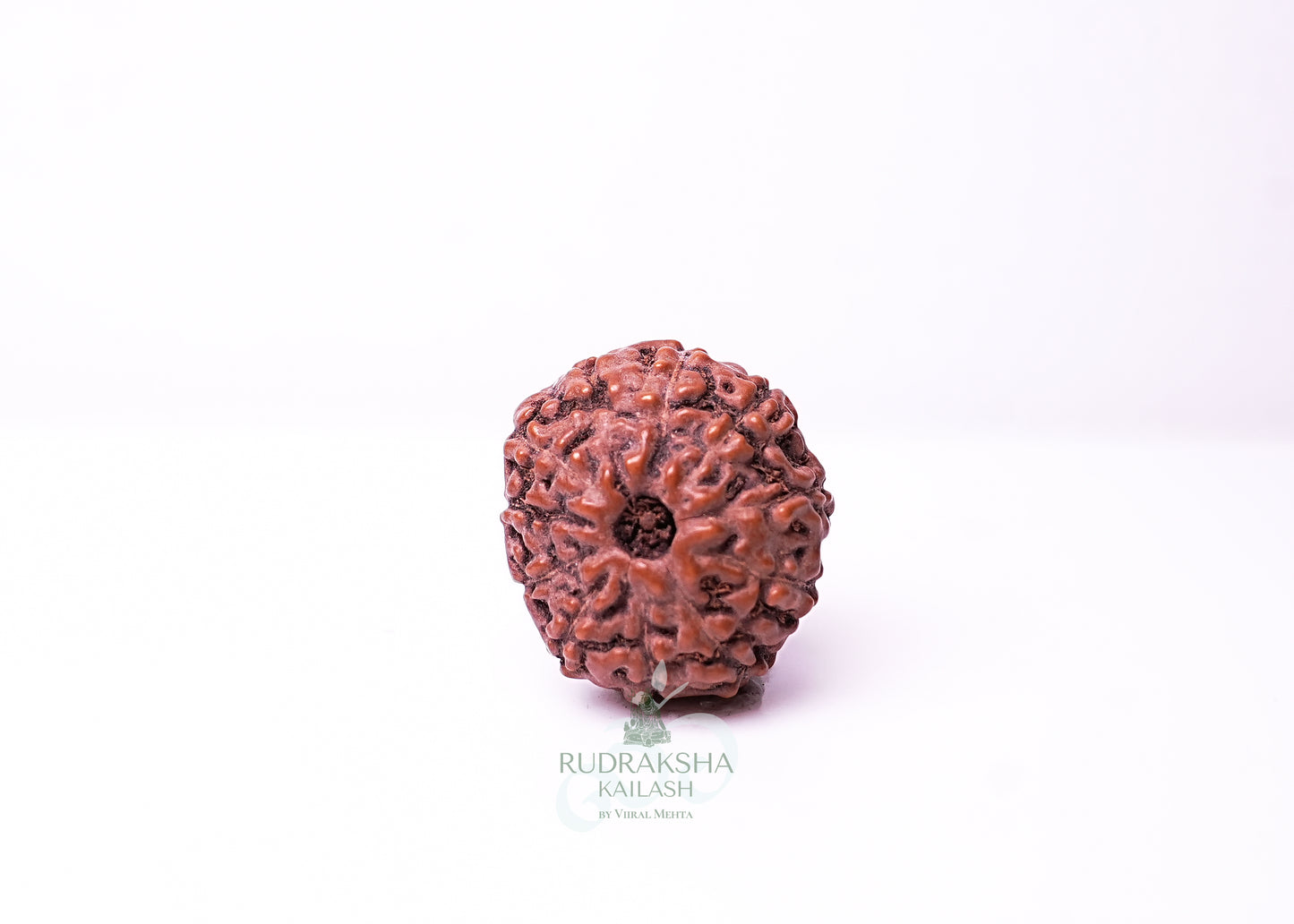 10 Mukhi Indonesian Rudraksha - 1013