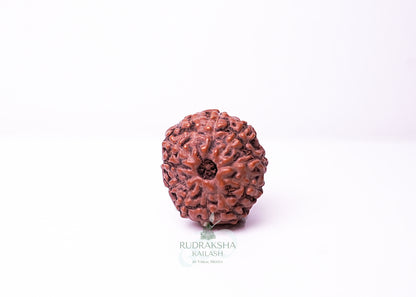 10 Mukhi Indonesian Rudraksha - 1013