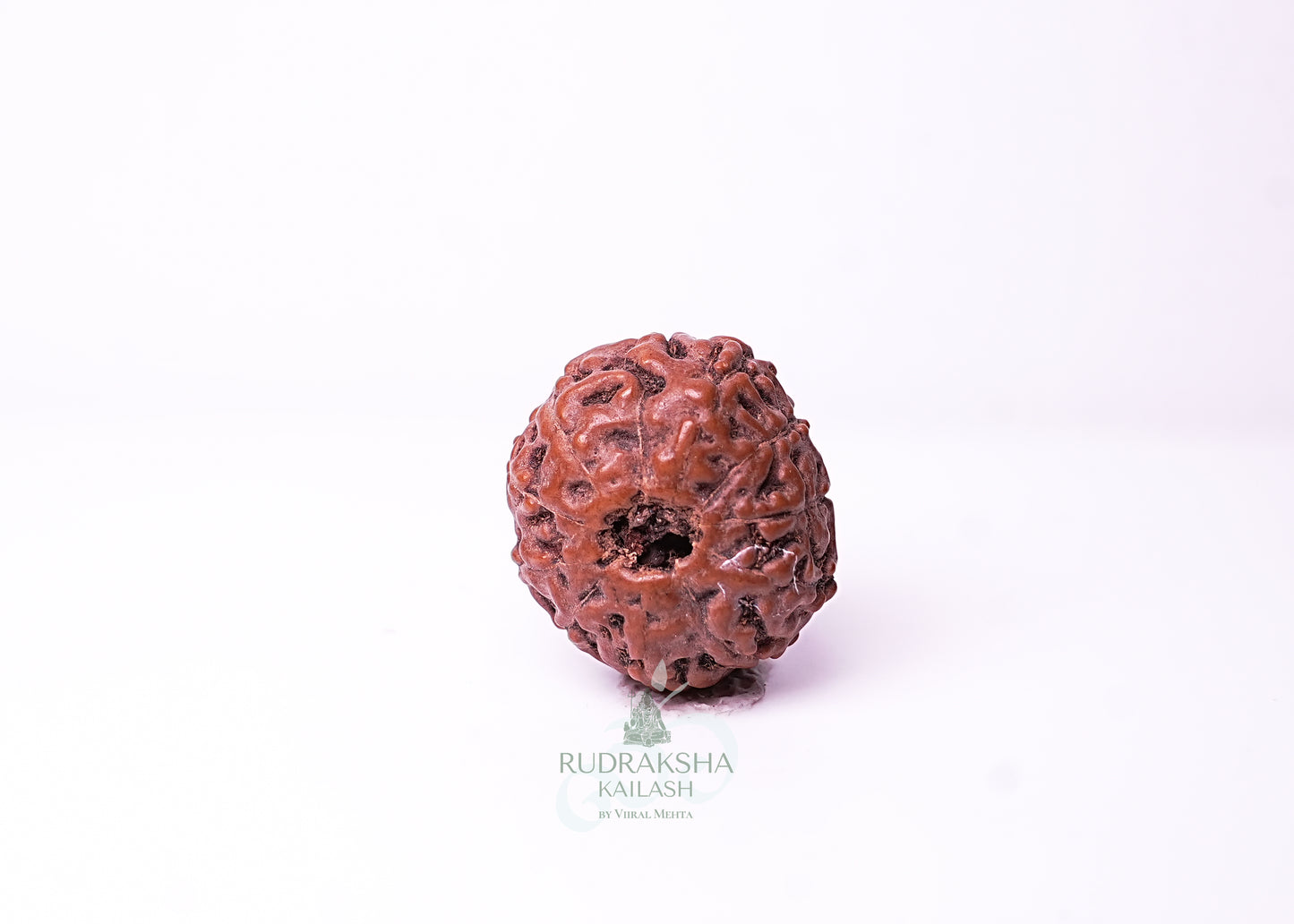 10 Mukhi Indonesian Rudraksha - 1013