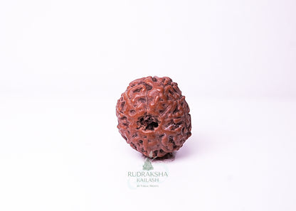 10 Mukhi Indonesian Rudraksha - 1013