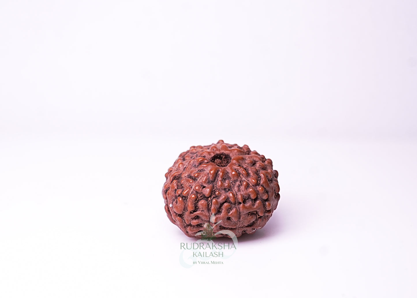 10 Mukhi Indonesian Rudraksha - 1013