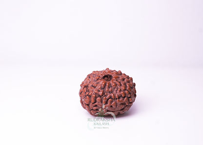 10 Mukhi Indonesian Rudraksha - 1013