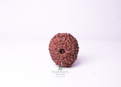 10 Mukhi Indonesian Rudraksha - 1014