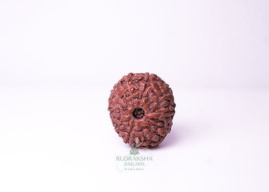 10 Mukhi Indonesian Rudraksha - 1014