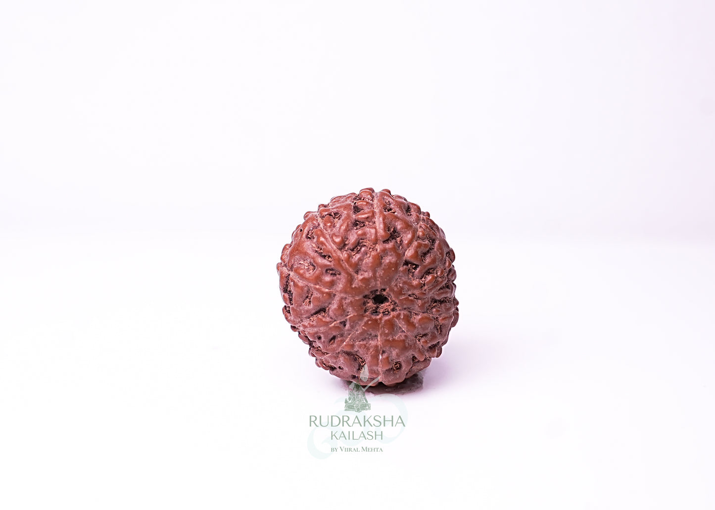10 Mukhi Indonesian Rudraksha - 1014