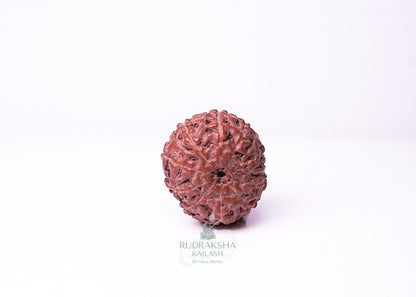 10 Mukhi Indonesian Rudraksha - 1014