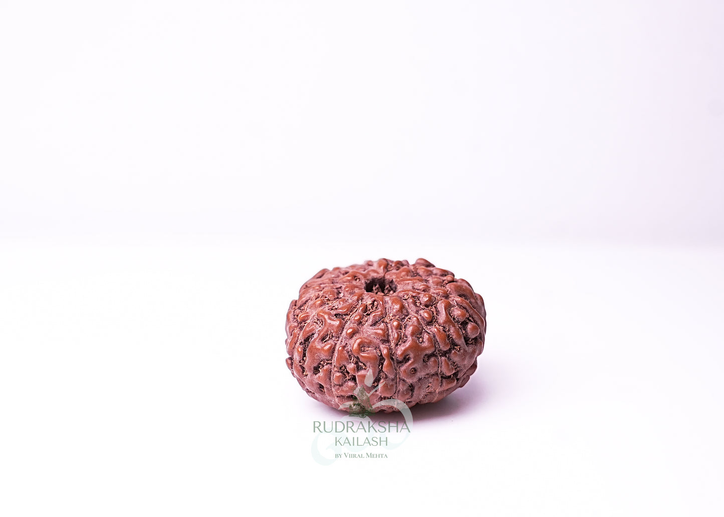 10 Mukhi Indonesian Rudraksha - 1014