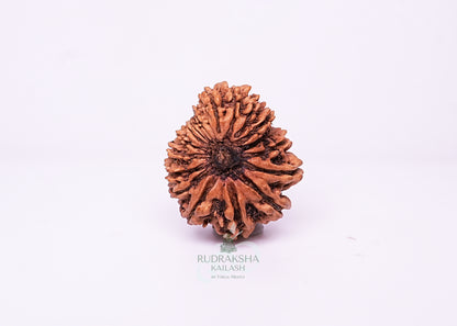 16 Mukhi Nepali Rudraksha - 1612