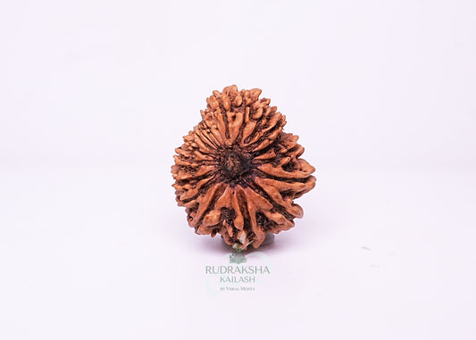 16 Mukhi Nepali Rudraksha - 1612