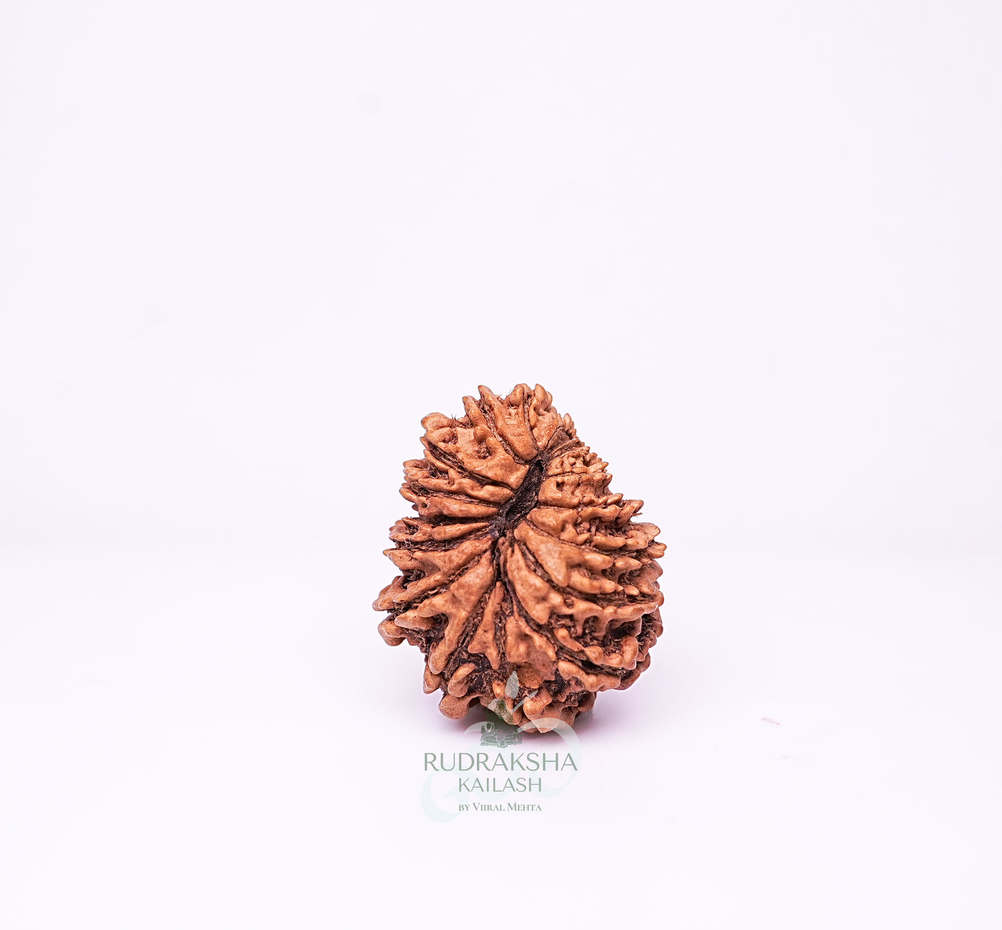 16 Mukhi Nepali Rudraksha - 1612
