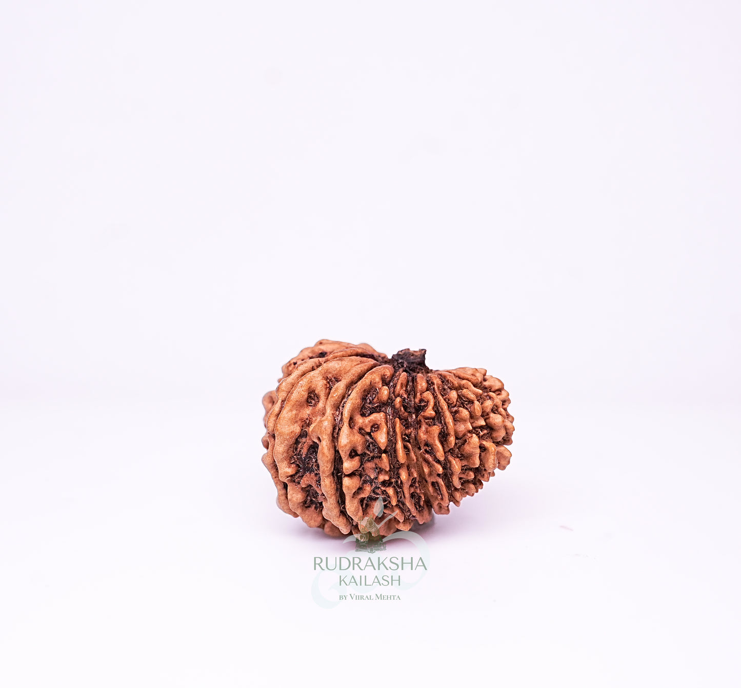 16 Mukhi Nepali Rudraksha - 1612