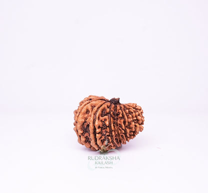 16 Mukhi Nepali Rudraksha - 1612