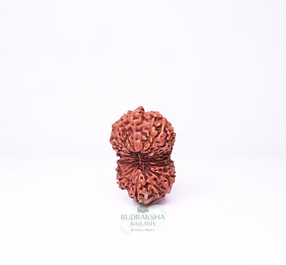 17 Mukhi Nepali Rudraksha - 1701