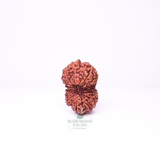 17 Mukhi Nepali Rudraksha - 1701