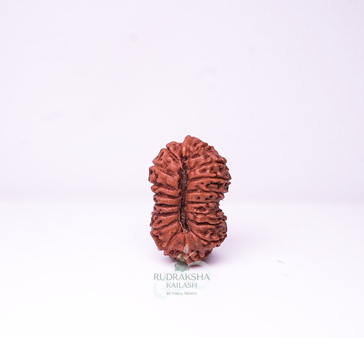 17 Mukhi Nepali Rudraksha - 1701