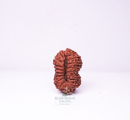 17 Mukhi Nepali Rudraksha - 1701