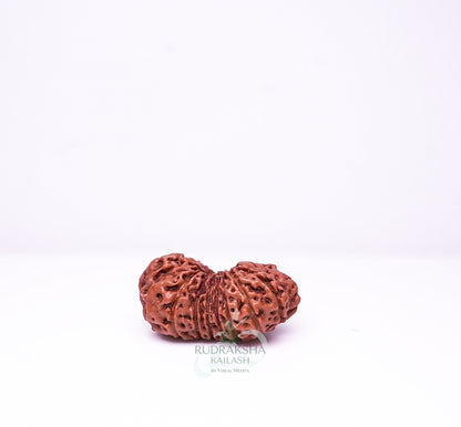17 Mukhi Nepali Rudraksha - 1701