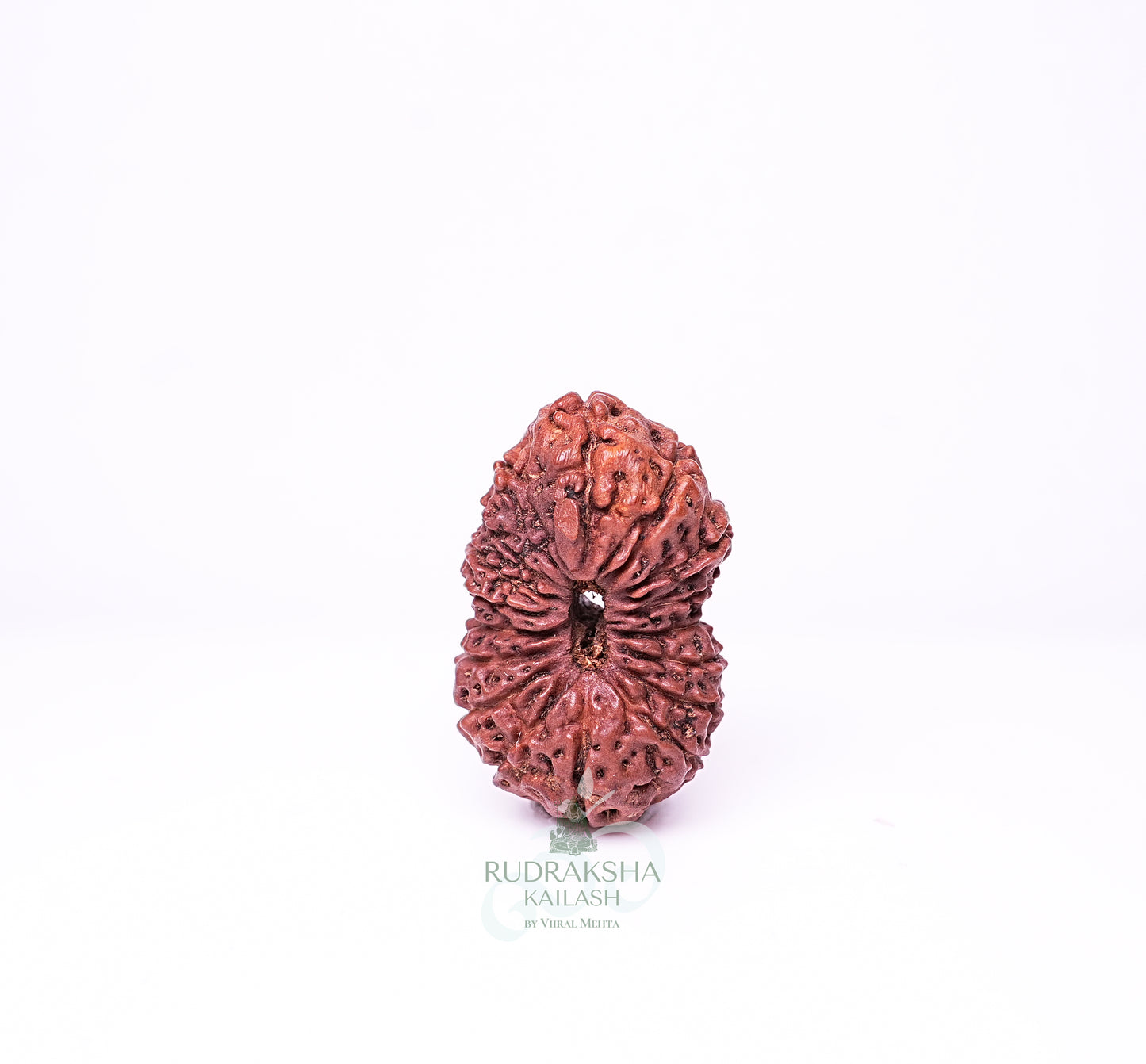 17 Mukhi Nepali Rudraksha - 1702