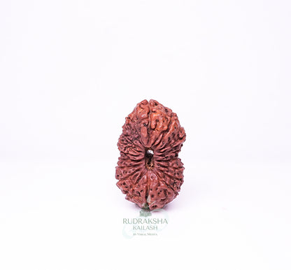 17 Mukhi Nepali Rudraksha - 1702