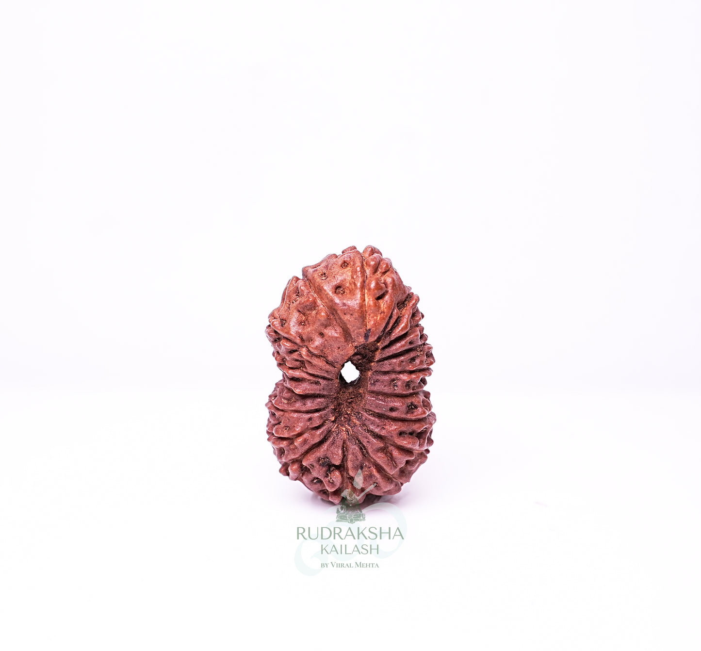 17 Mukhi Nepali Rudraksha - 1702