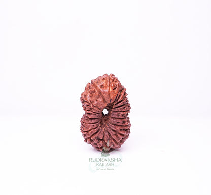17 Mukhi Nepali Rudraksha - 1702