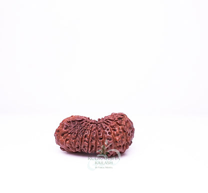 17 Mukhi Nepali Rudraksha - 1702