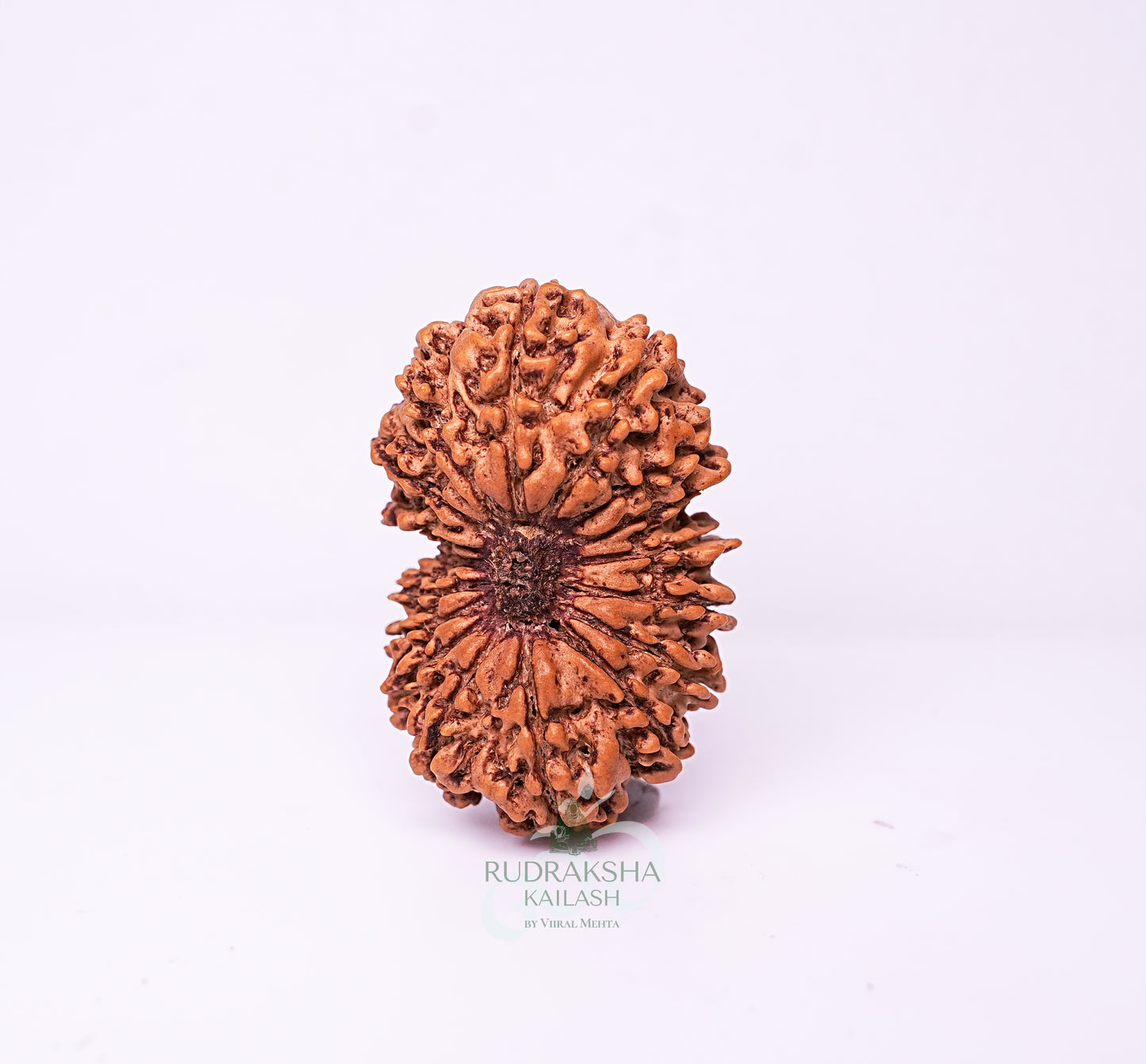 17 Mukhi Nepali Rudraksha - 1703