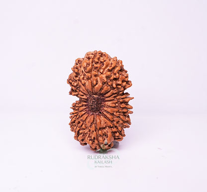 17 Mukhi Nepali Rudraksha - 1703