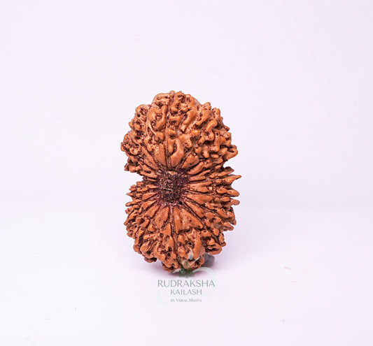 17 Mukhi Nepali Rudraksha - 1703