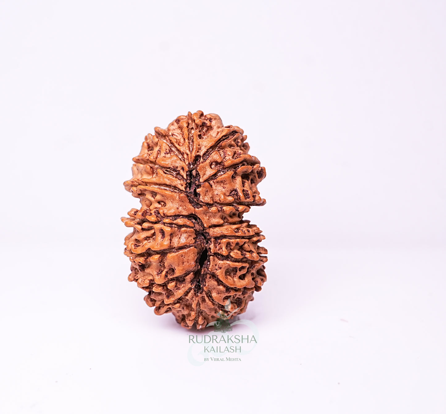 17 Mukhi Nepali Rudraksha - 1703