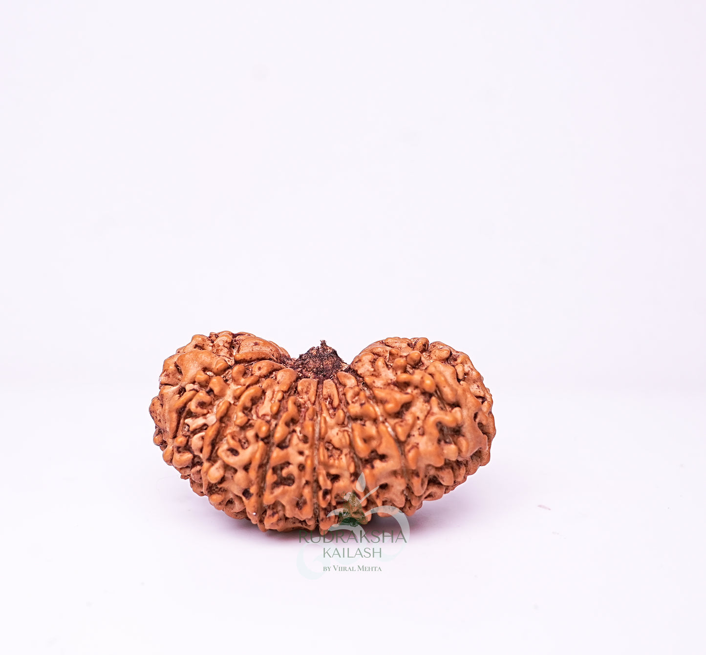 17 Mukhi Nepali Rudraksha - 1703