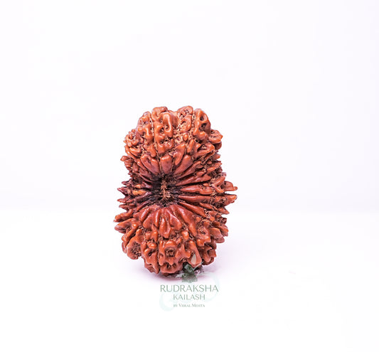 17 Mukhi Nepali Rudraksha - 1704