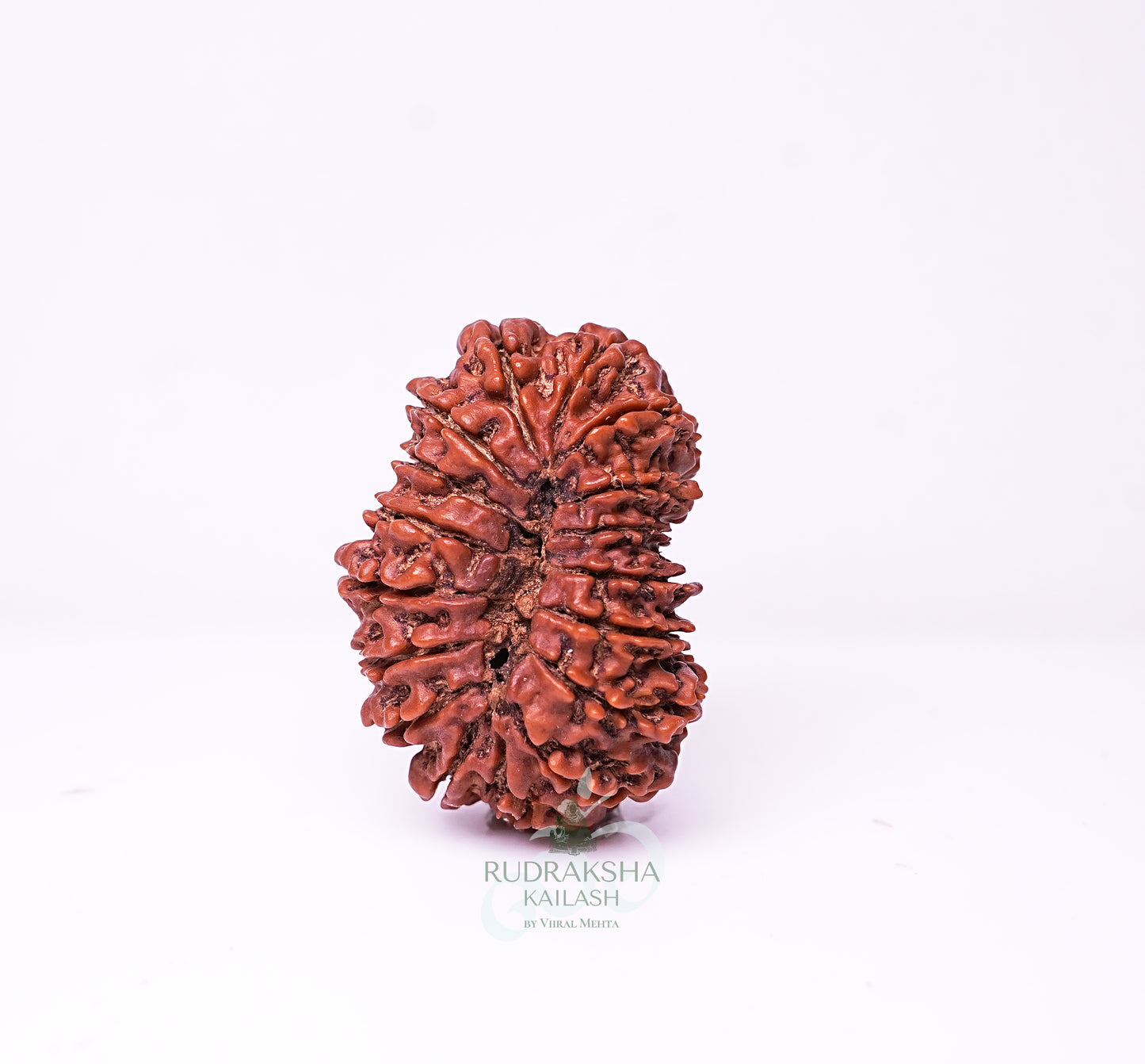 17 Mukhi Nepali Rudraksha - 1704