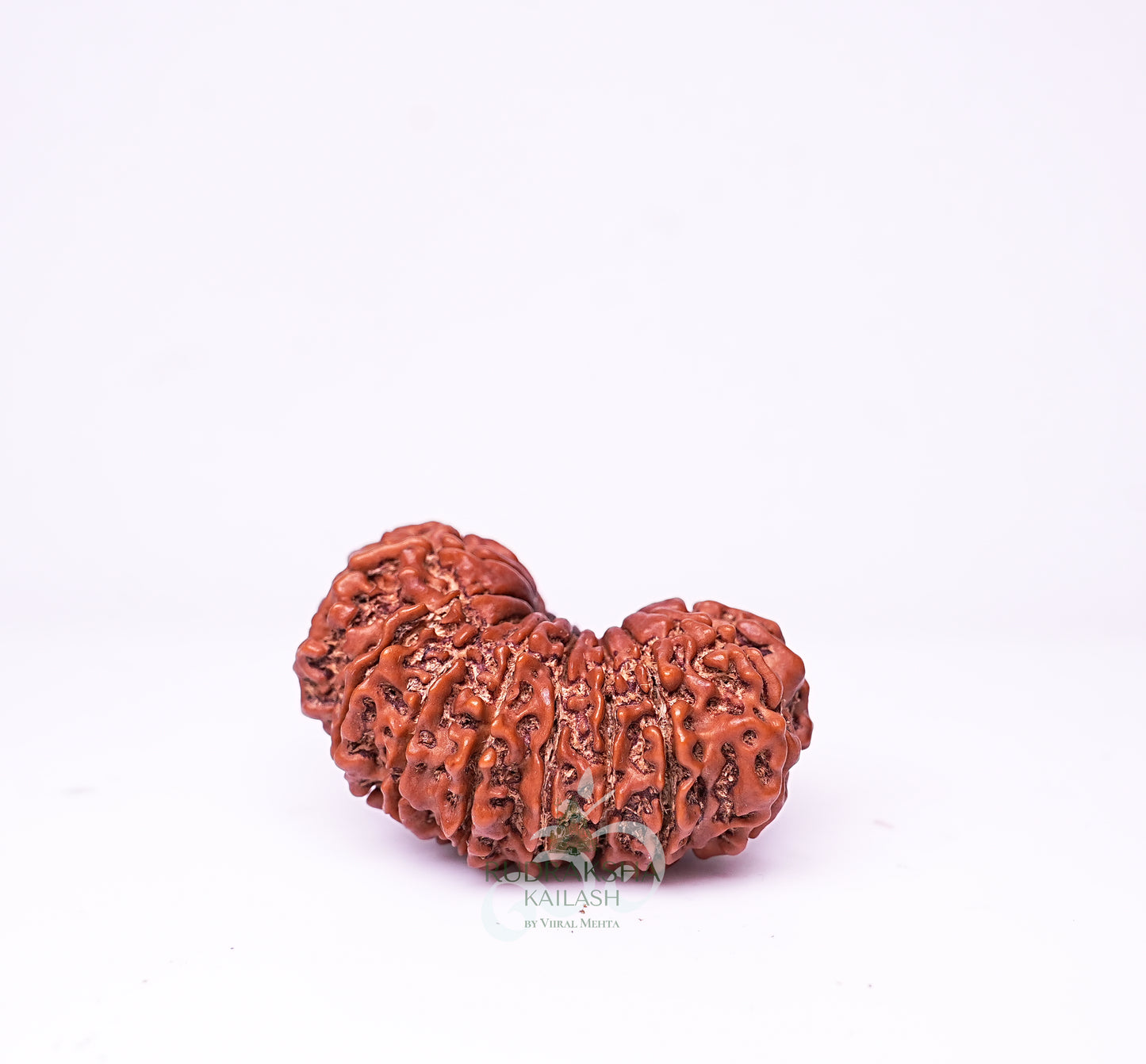 17 Mukhi Nepali Rudraksha - 1704