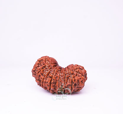 17 Mukhi Nepali Rudraksha - 1704