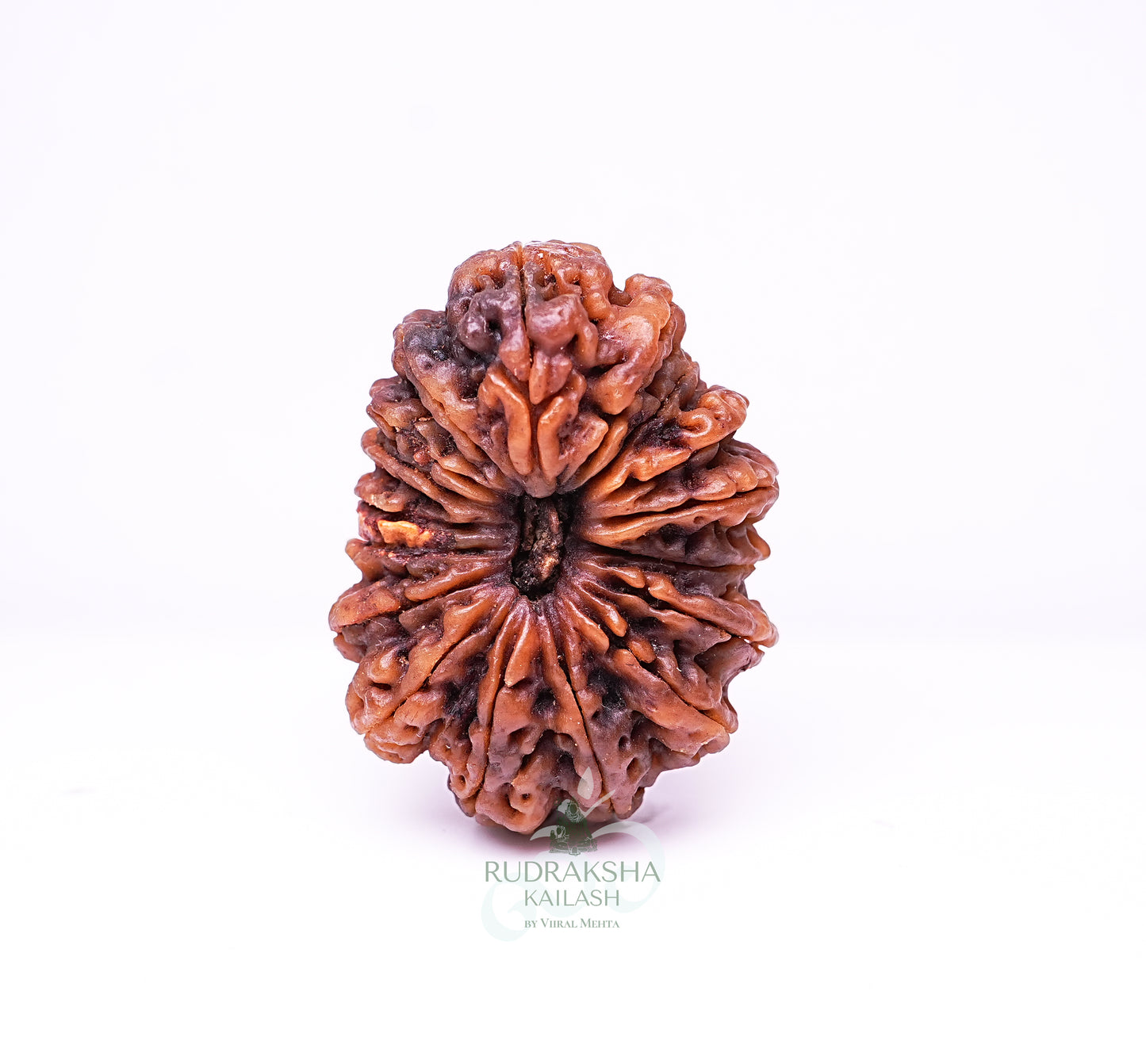 17 Mukhi Nepali Rudraksha - 1705