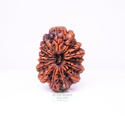 17 Mukhi Nepali Rudraksha - 1705