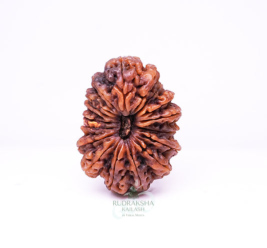 17 Mukhi Nepali Rudraksha - 1705