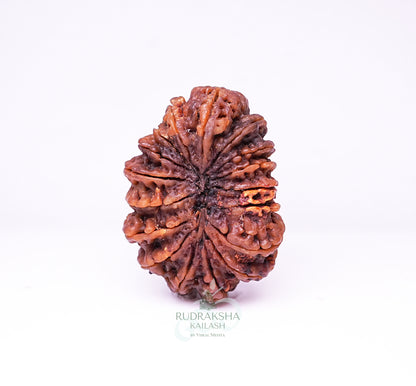17 Mukhi Nepali Rudraksha - 1705