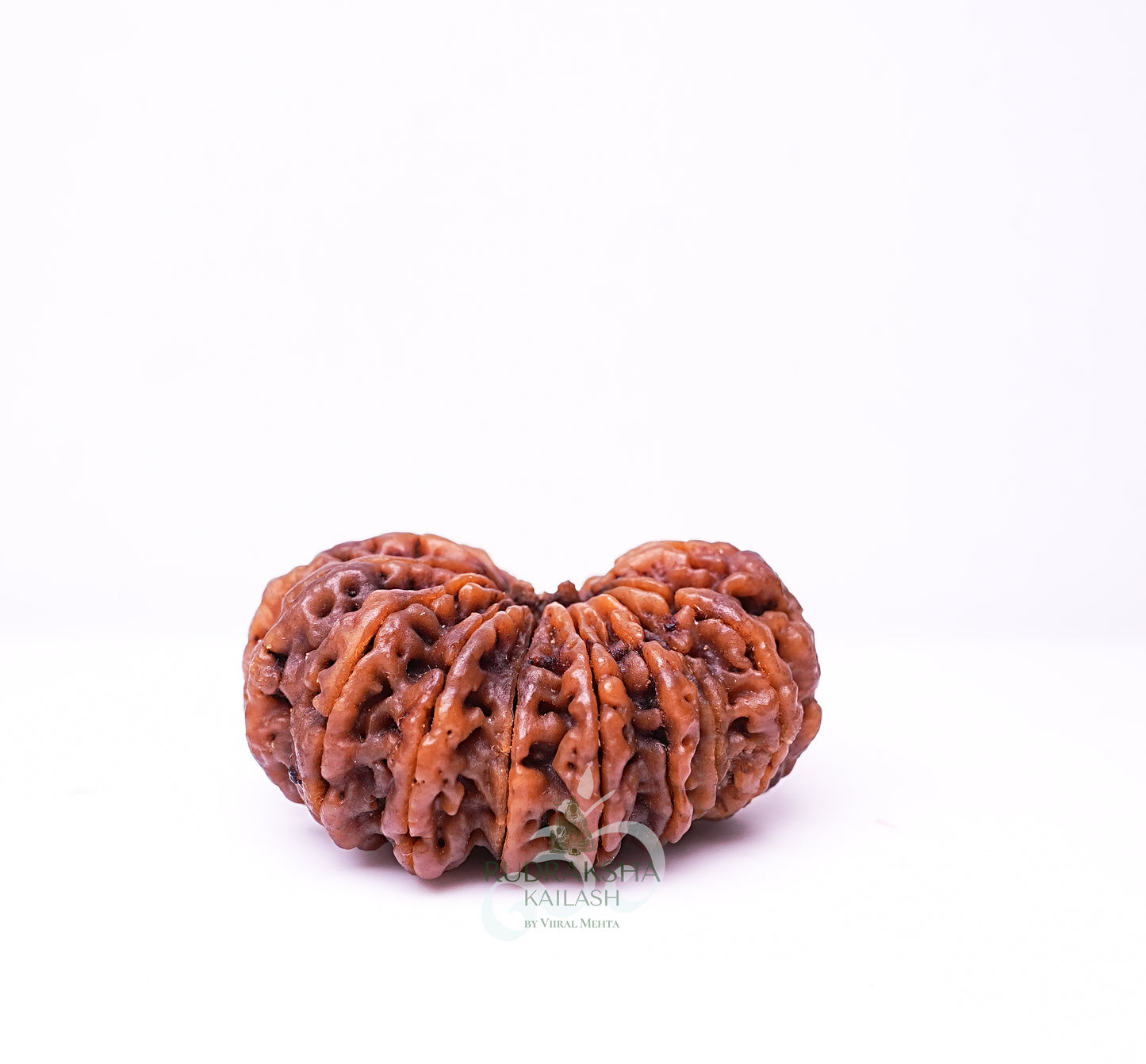 17 Mukhi Nepali Rudraksha - 1705